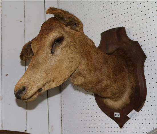 Taxidermy deers head